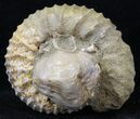 Pavlovia Ammonite With Fossil Oyster - Russia #29733-1